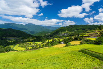 Obraz premium 秋の収穫前の棚田の風景