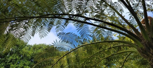 trees and sky