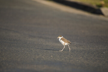 Baby Masked Lapwing chick walking on green grass.
