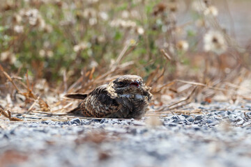sparrow on the snow