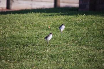 Baby Masked Lapwing chick walking on green grass.