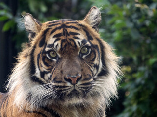 Regard d'un Tigre de Sumatra
