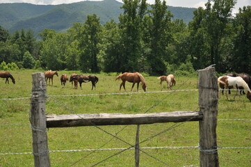 Fototapeta na wymiar horse field fence