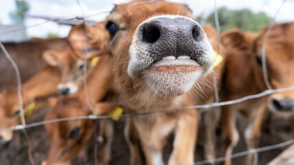 Acercamiento a becerro color café tipo Jersey en un corral.  © IVAN