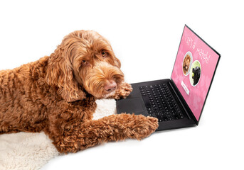 Dog using online dating app on laptop. Pink romantic screen with match of male Labrador and female...
