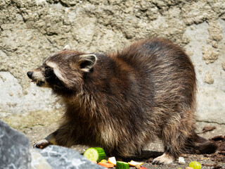 Raton laveur en plein repas