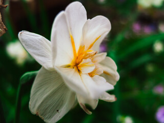 White flowers in the garden