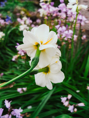 Obraz na płótnie Canvas White flowers in the garden