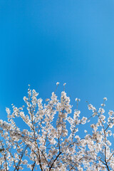 Natural shot of blackthorn blossoms on tree branches during a springtime