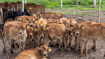 Reba&ntilde;o de becerros color caf&eacute; tipo Jersey en corral de Granja