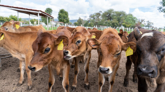 Reba&ntilde;o de becerros color caf&eacute; tipo Jersey en corral de Granja
