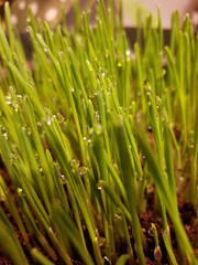 Fototapeta na wymiar Full Frame Shot Of Wet Grass