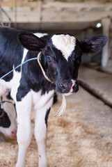 portrait of cute little calf  posing  inside cowshed. nursery on a farm. close up