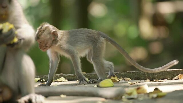 Portrait of cute monkey on branch looking at camera. Cute baby ape eating fruits hanging in liana in rainforest. Funny scene of wildlife in exotic forest.