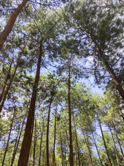 a beautiful view of green leaves in the forest from the bottom up. beautiful scenery on a sunny day in the summertime.