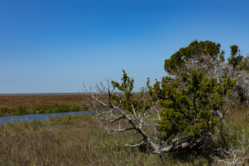 Weather beaten tree in a salt marsh, open water and deep blue sky, creative copy space, horizontal aspect