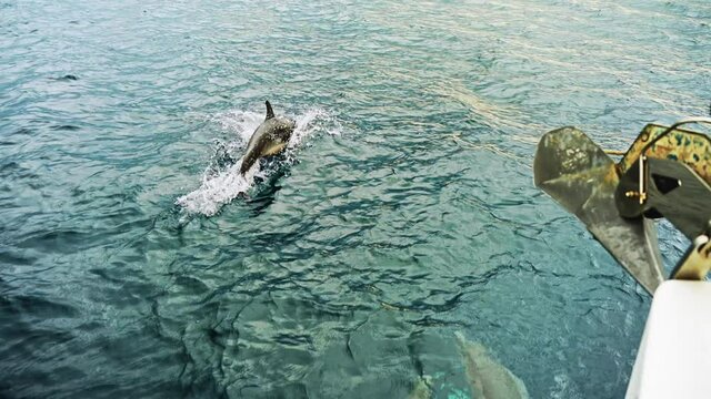 Delphine schwimmen mit dem Segelboot | 4K 10 Bit 120 FPS super high quality cinema codec 