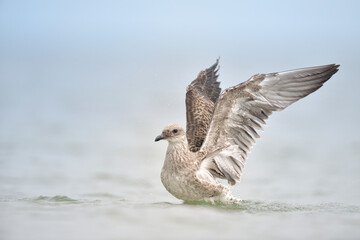Silbermöwe Larus argentatus