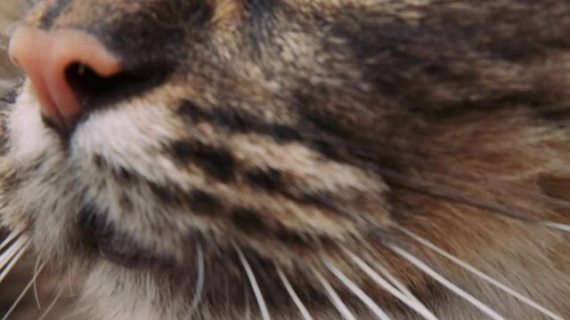 Close-up of a cat's eyes and nose, a cute domestic cat is looking
