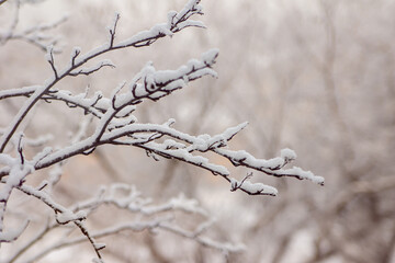 in calm weather, slowly falling snowflakes lay on the branches of trees, a thick layer of snow lies on the branches