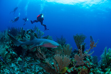 diver and reef