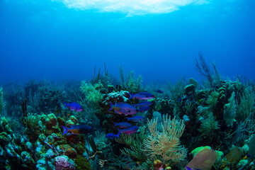 Creole wrasse on the reef