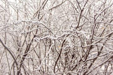 branches of bushes and trees covered with freshly fallen snow