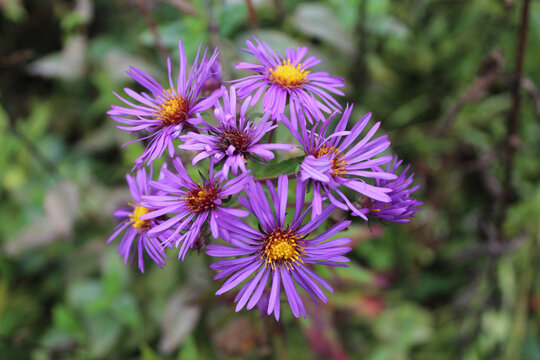 New England aster blooms at Wayside Woods in Morton Grove, Illinois