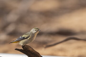 The Spotted Pardalote (Pardalotus punctatus) is one of the smallest of all Australian birds and is characterized by distinct spotting on its head and body