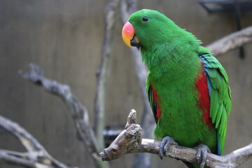 Burung Nuri Bayan atau Eclectus roratus - Parrot