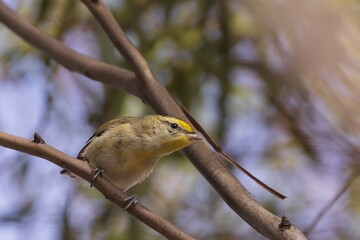 A very small, short-tailed bird known as a Striated Pardalote (Pardalotus striatus)