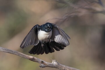 A common Australasian black and white fantail bird known as a Willie Wagtail (Rhipidura leucophrys). The name wagtail stems from the constant sideways wagging of the tail.