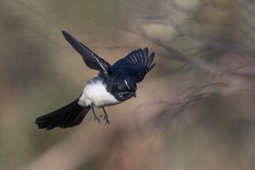 A common Australasian black and white fantail bird known as a Willie Wagtail (Rhipidura leucophrys). The name wagtail stems from the constant sideways wagging of the tail.
