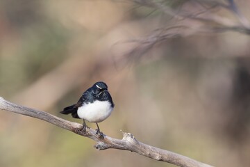 A common Australasian black and white fantail bird known as a Willie Wagtail (Rhipidura leucophrys). The name wagtail stems from the constant sideways wagging of the tail.