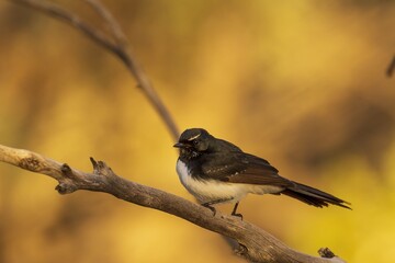 A common Australasian black and white fantail bird known as a Willie Wagtail (Rhipidura...