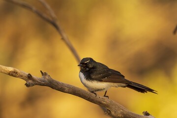 A common Australasian black and white fantail bird known as a Willie Wagtail (Rhipidura leucophrys). The name wagtail stems from the constant sideways wagging of the tail.
