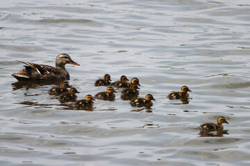 Female Mallard Duck and Ducklings