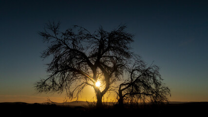 Fototapeta na wymiar Dead tree in silhouette against a dramatic blue sky