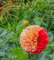 This colorful giant ball Dahlia is blooming in Asheville, Haywood County, North Carolina 