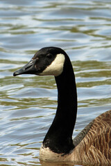 A Close up of a Canada Goose