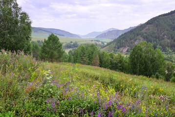 Blooming meadows of the Altai Mountains
