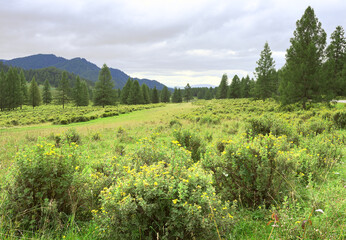 Fototapeta na wymiar Green Valley in the Altai Mountains