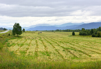 Fototapeta na wymiar A mown field in the Altai Mountains