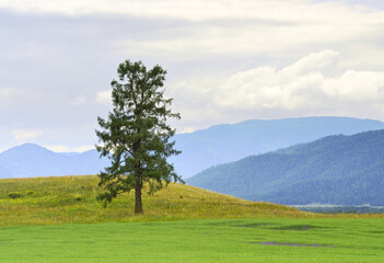 A tree in the Altai mountain valley