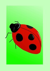 Ladybug