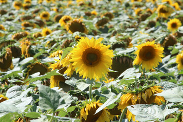 A Sunflower Field in Wisconsin