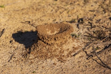Ant Hills in the Desert