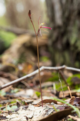 The Common Gnat-orchid (Cyrtostylis reniformis) is a very small single orchid endemic to eastern Australia with single kidney-shaped leaf and a flowering spike with up to eight reddish flowers