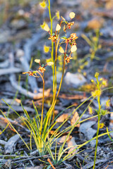 The Leopard Orchid (Diuris pardina) is a terrestrial orchid species which produces clusters of yellow flowers with numerous reddish brown blotches on the petals