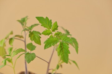 Tomato seedlings in peat tablets on a beige background.Growing seedlings.Gardening and agriculture....